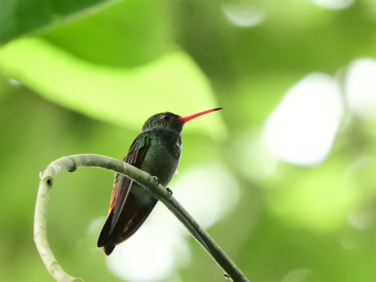Rufous-tailed Hummingbird - ML233380491