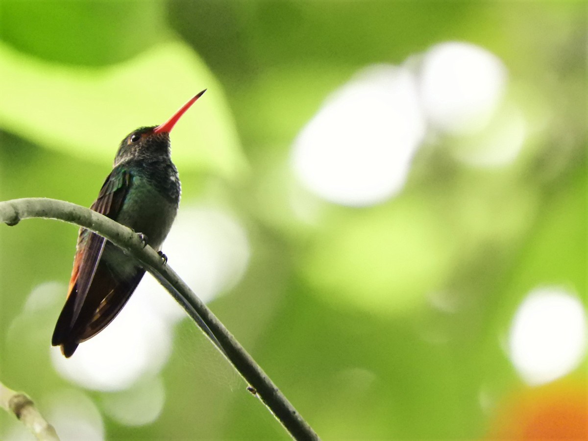Rufous-tailed Hummingbird - ML233380511