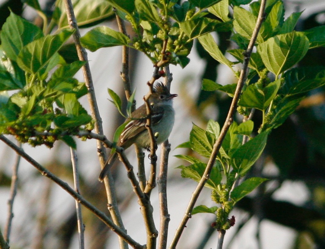 Yellow-bellied Elaenia - Oscar Johnson