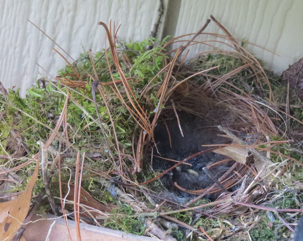 Carolina Wren - Steven Hopp