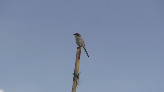 Great Gray Shrike (Sahara) - ML233382481