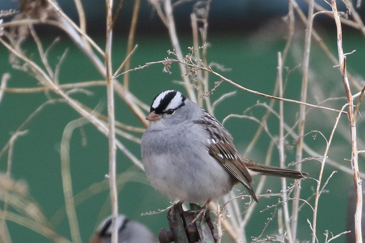 White-crowned Sparrow - ML233383281