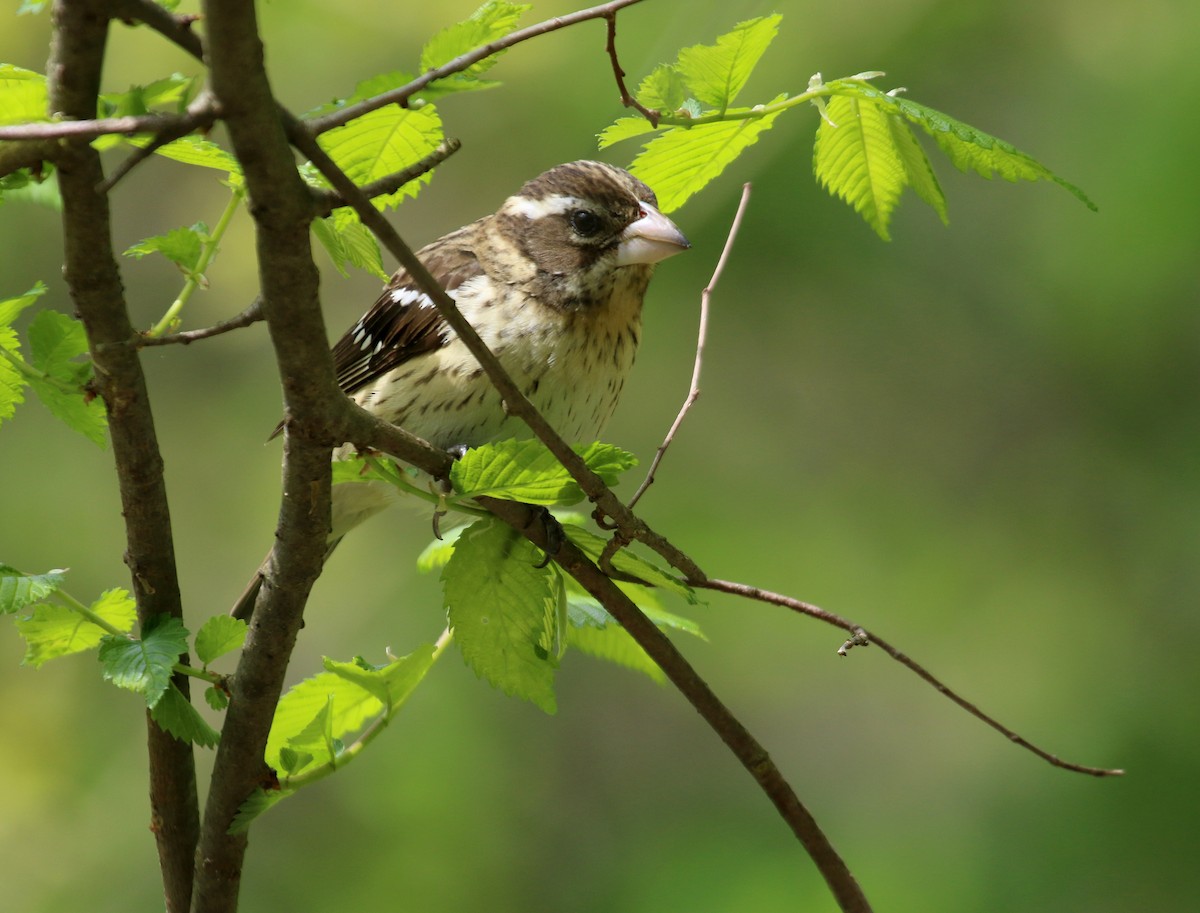 Rose-breasted Grosbeak - Lauren Nagoda