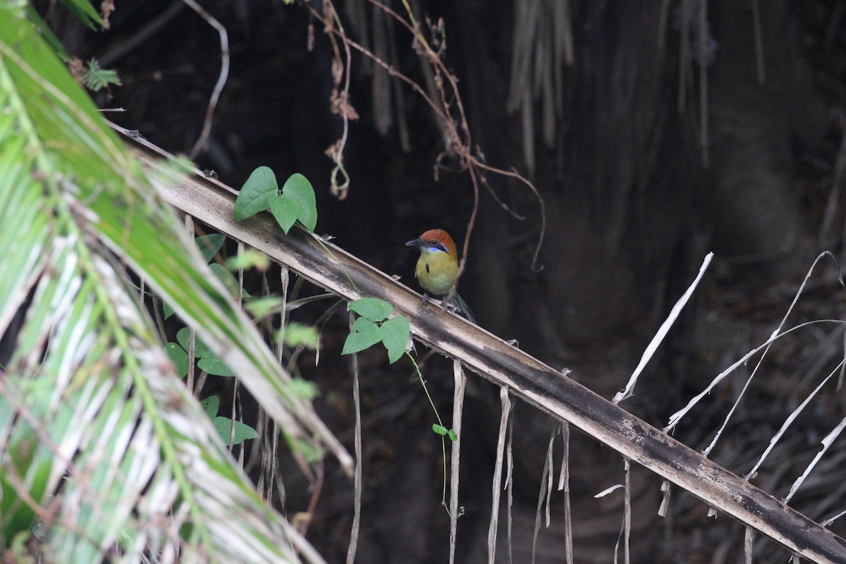 Motmot à tête rousse - ML233383641