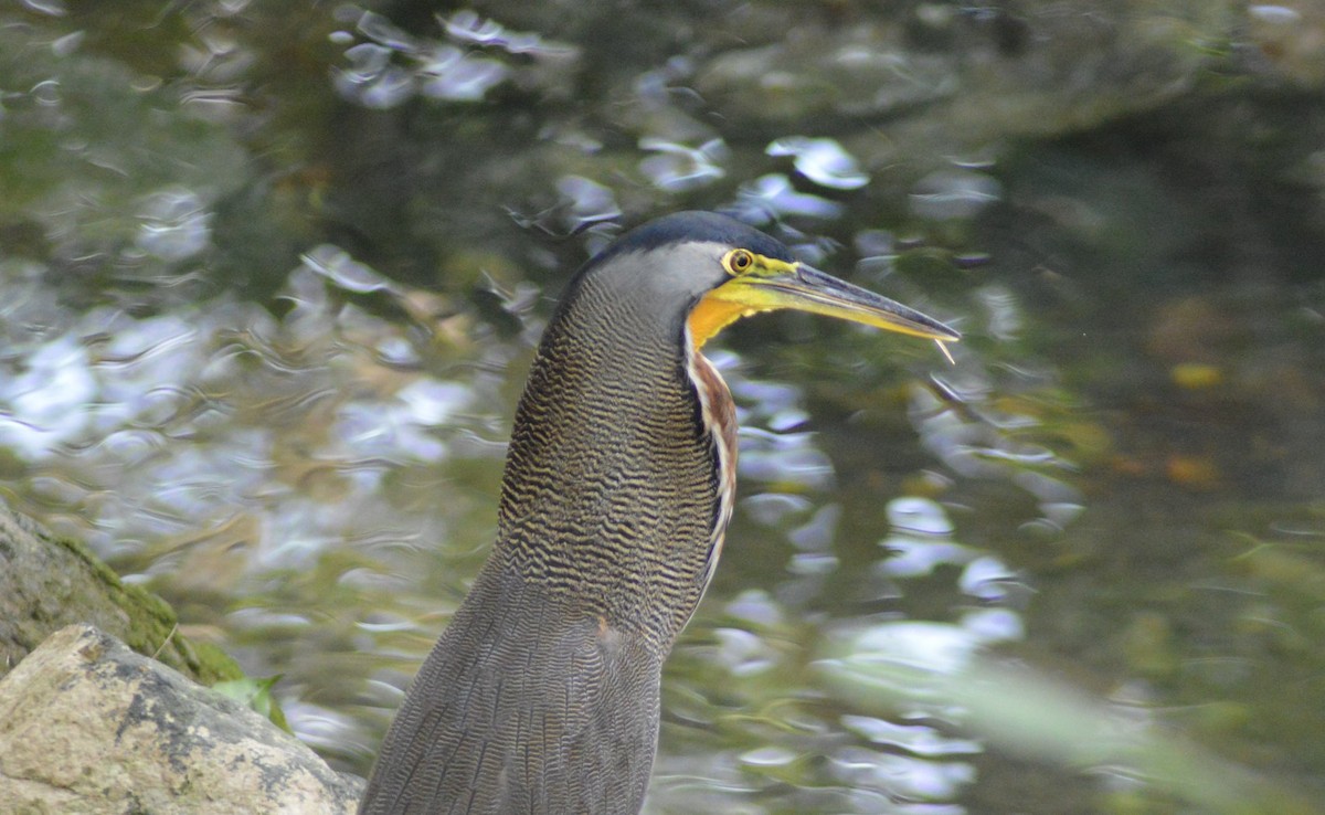 Bare-throated Tiger-Heron - ML233384621