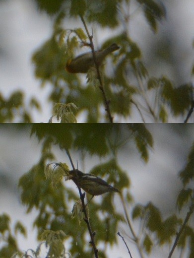 Blackburnian Warbler - "Chia" Cory Chiappone ⚡️