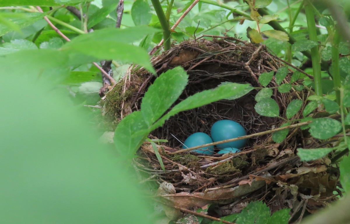 Wood Thrush - Steven Hopp