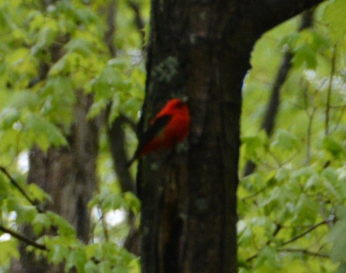 Scarlet Tanager - ML233386251