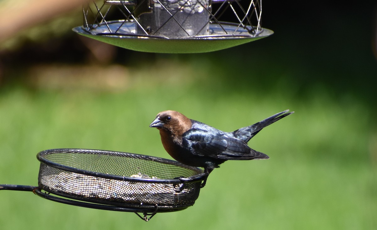 Brown-headed Cowbird - ML233386711