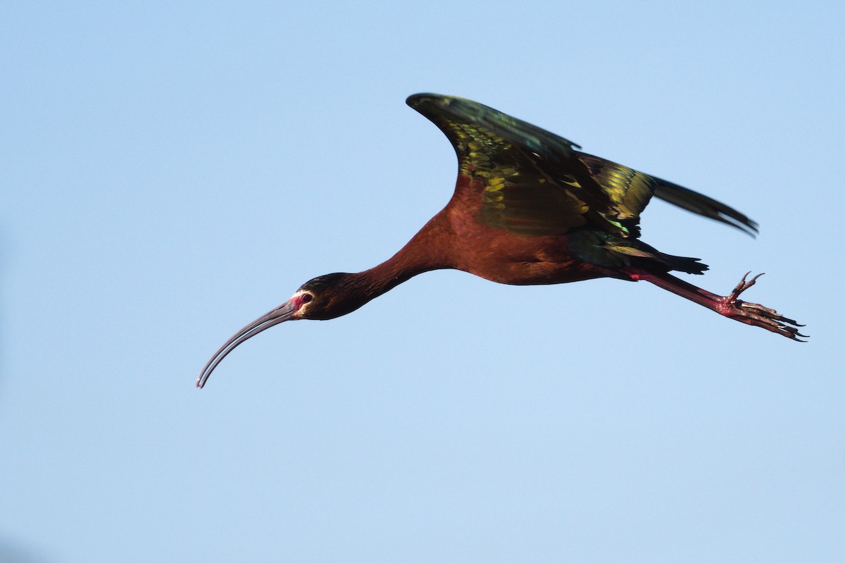 White-faced Ibis - ML233387541