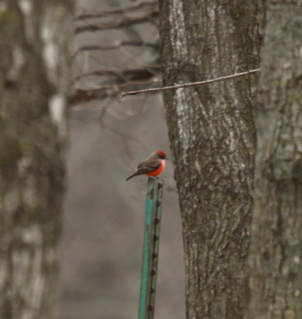 Vermilion Flycatcher - ML233387741