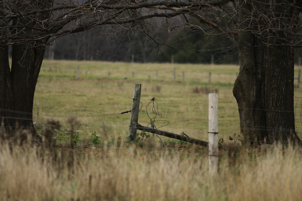 Vermilion Flycatcher - Scott M Terry