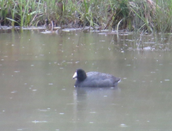 American Coot - ML233388001