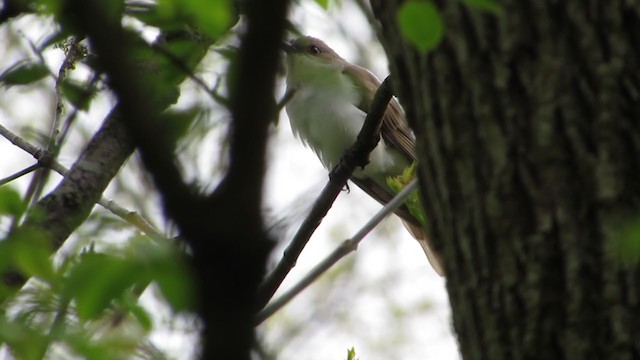 Black-billed Cuckoo - ML233389361