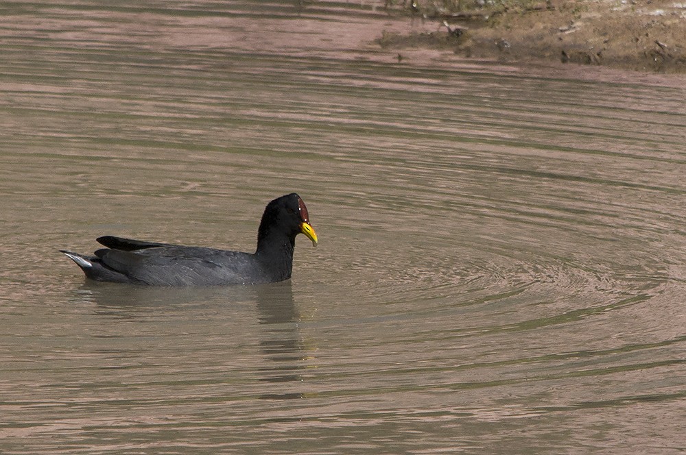 Red-fronted Coot - María Ester Quiroga