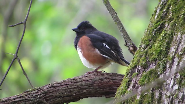 Eastern Towhee - ML233390061