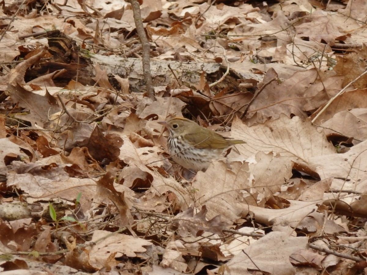 Ovenbird - ML233391441