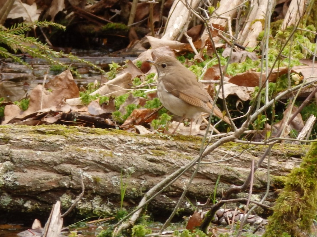 Hermit Thrush - ML233391451