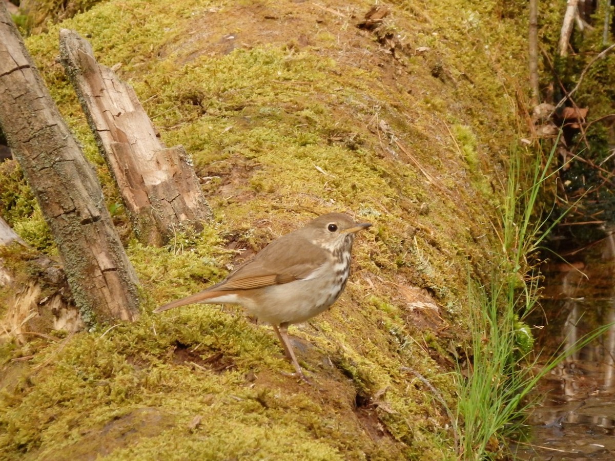 Hermit Thrush - ML233391471