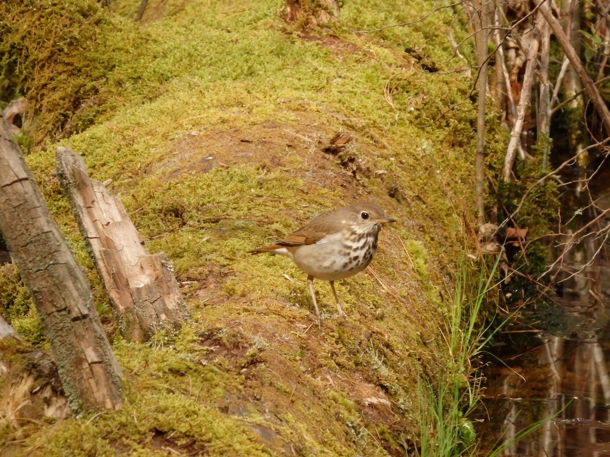 Hermit Thrush - ML233391501