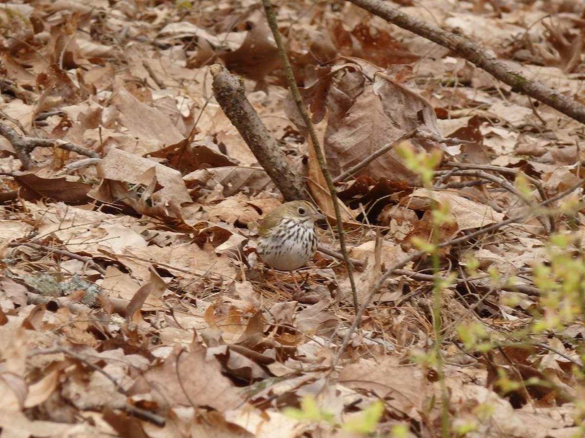 Ovenbird - ML233391531
