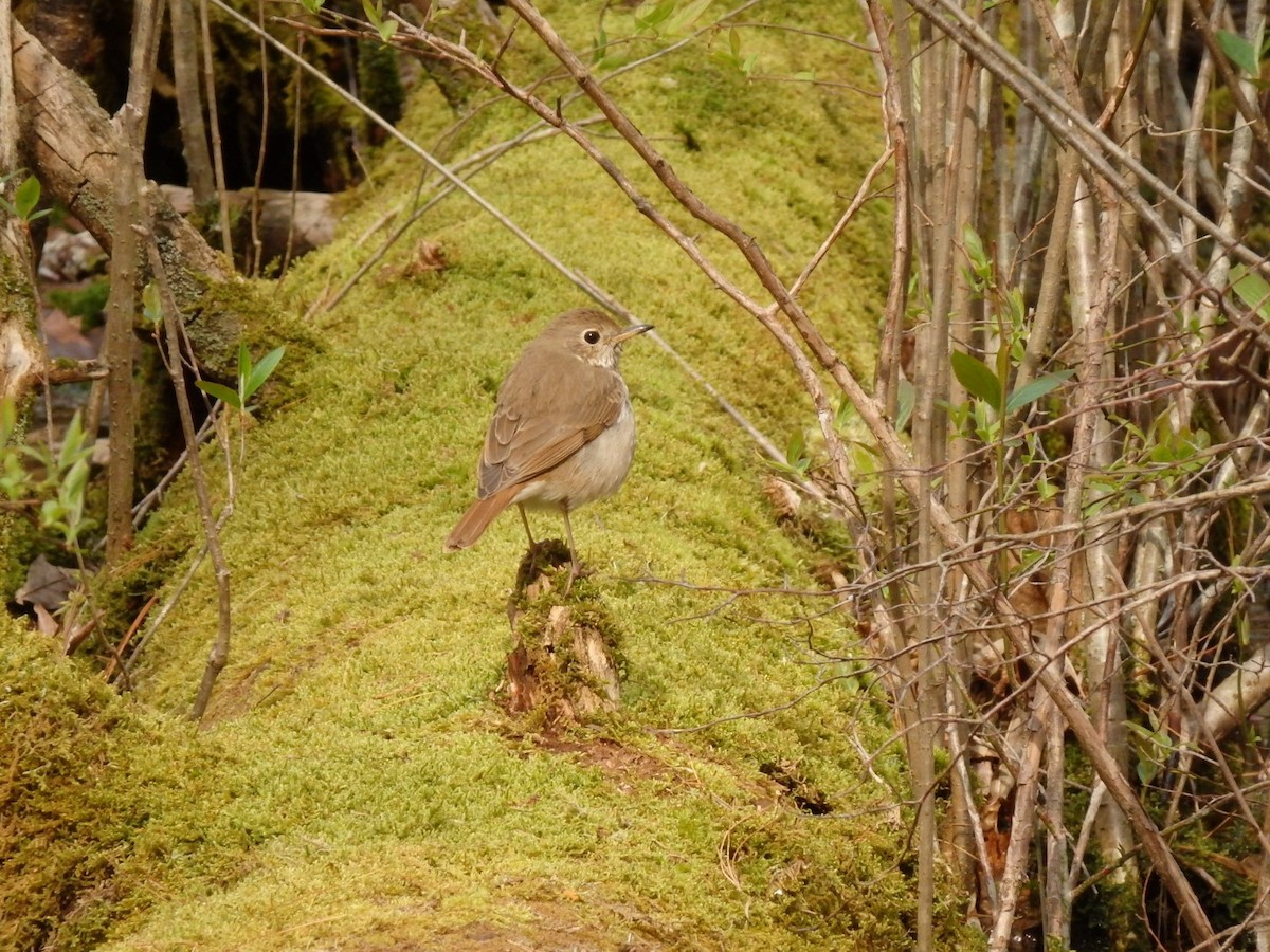 Hermit Thrush - ML233391651