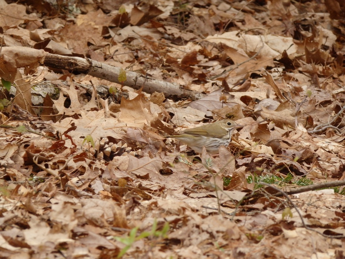 Ovenbird - ML233391721