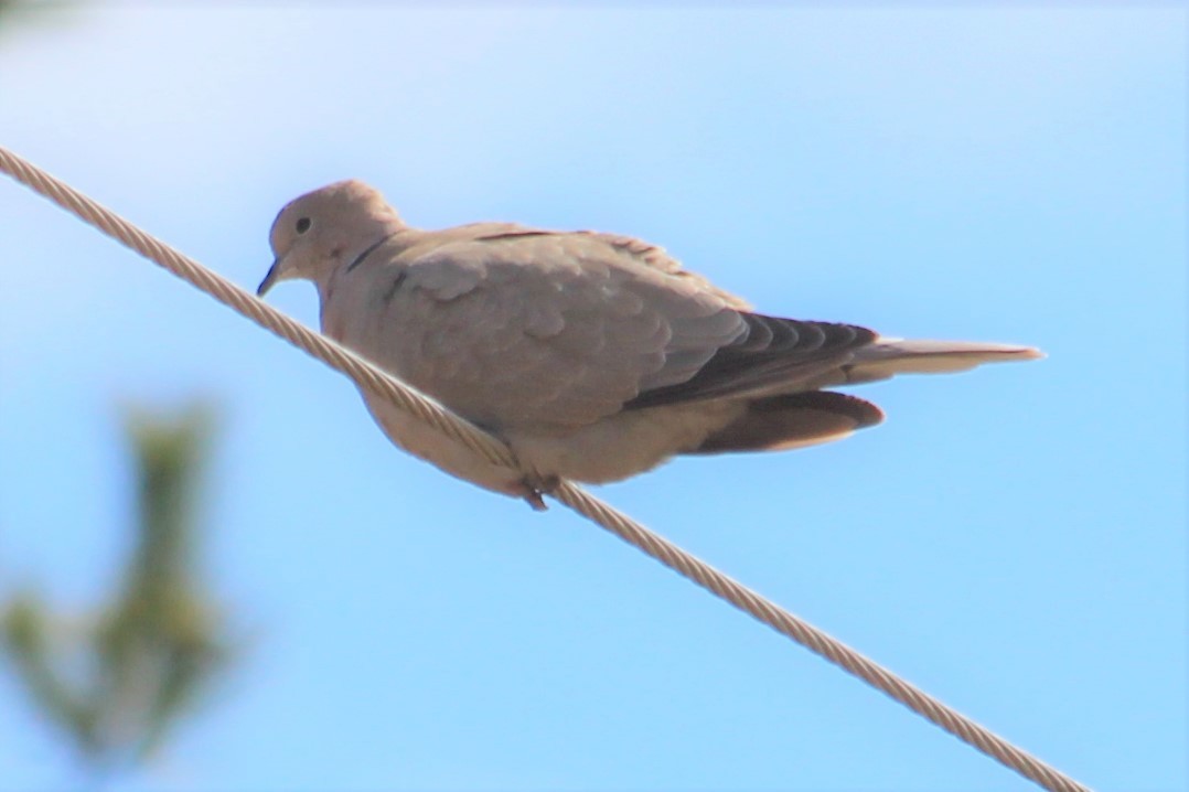 תור צווארון - ML233391731