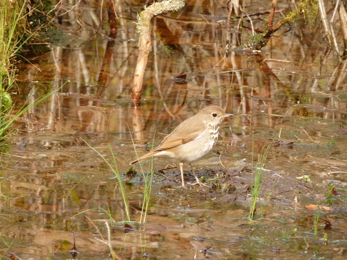 Hermit Thrush - ML233392121