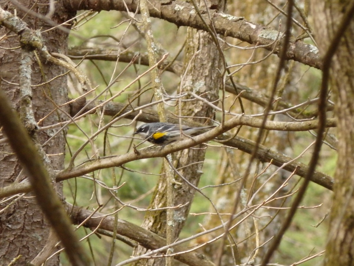 Yellow-rumped Warbler - ML233392191