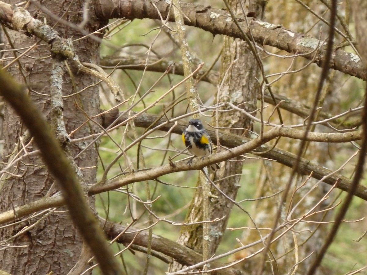 Yellow-rumped Warbler - ML233392261
