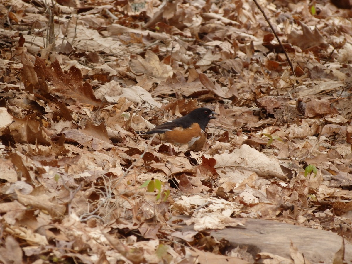 Eastern Towhee - ML233392311