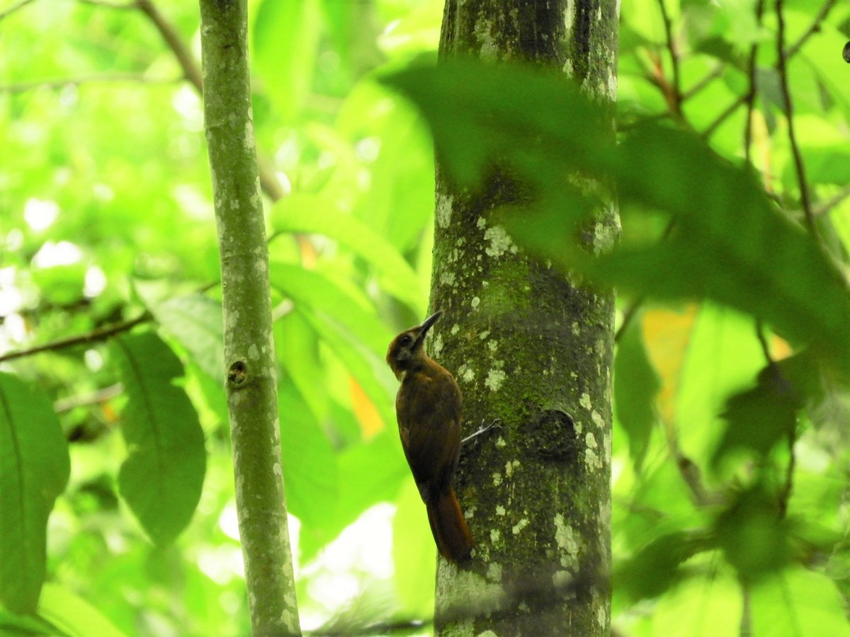 Plain-brown Woodcreeper - ML233393871