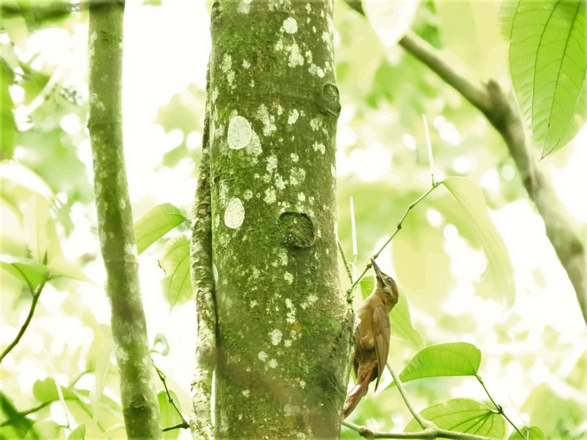 Plain-brown Woodcreeper - ML233393951