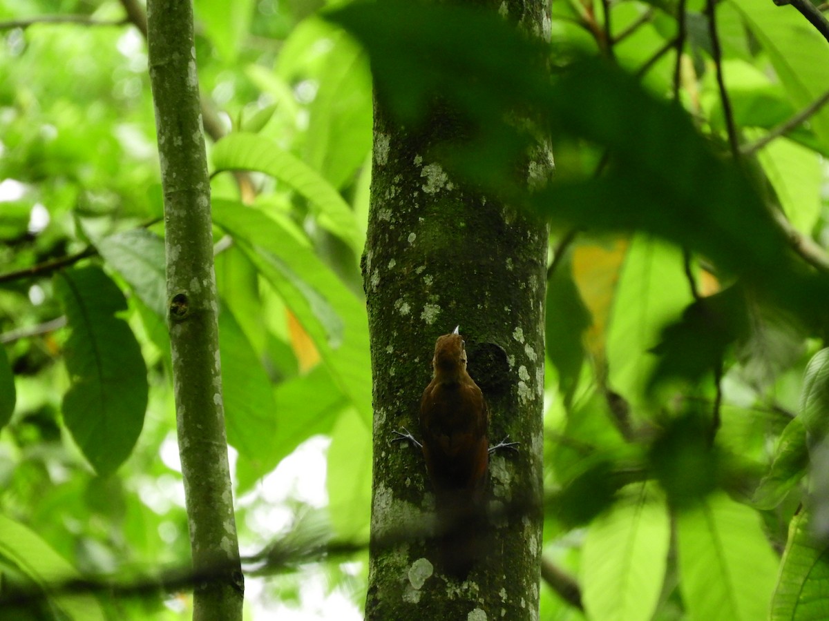 Plain-brown Woodcreeper - ML233393961