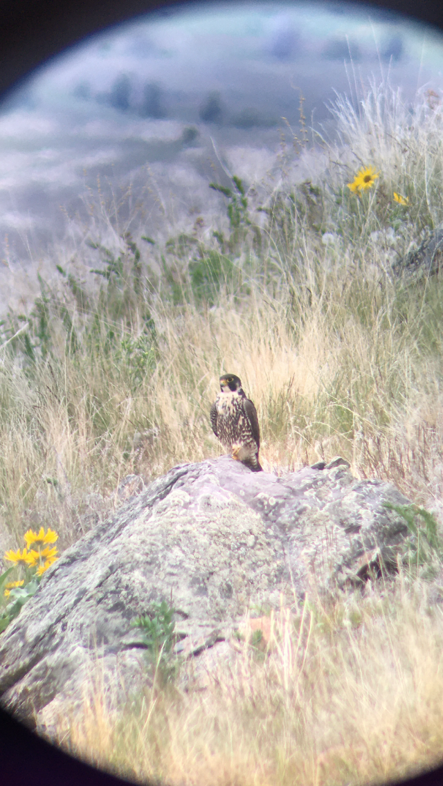 Peregrine Falcon - ML233394931