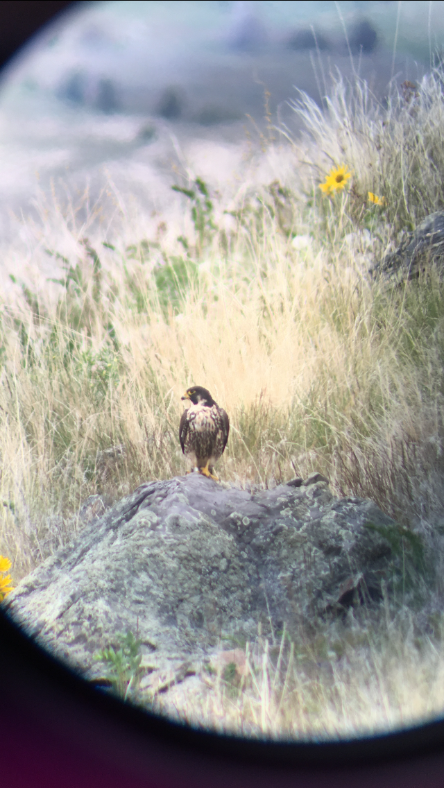 Peregrine Falcon - ML233394951