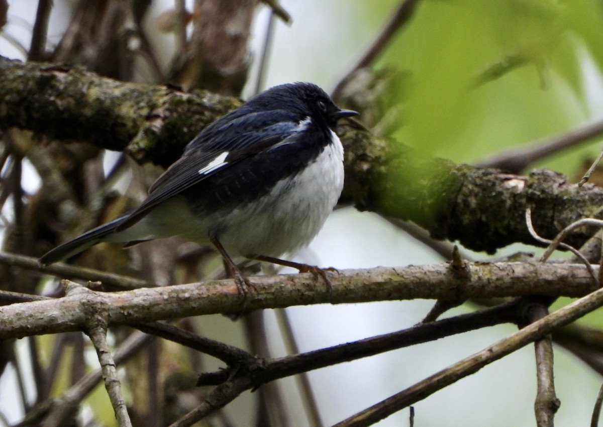 Black-throated Blue Warbler - ML233395591