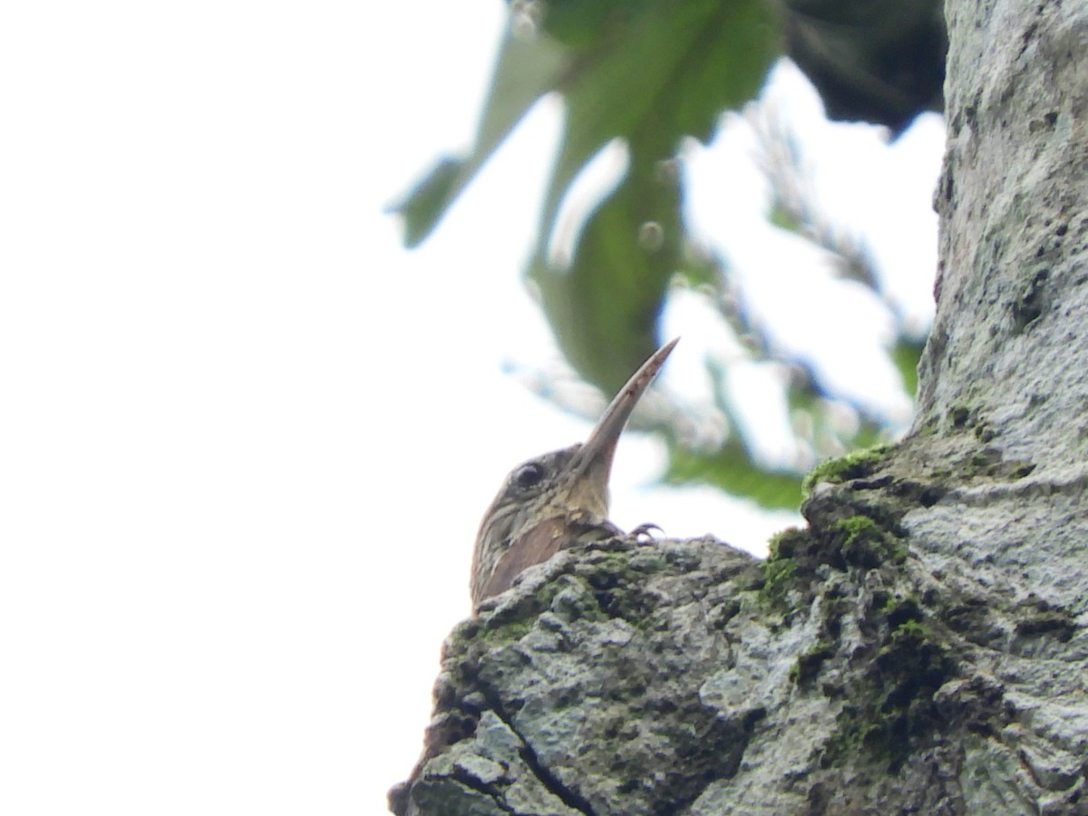 Streak-headed Woodcreeper - ML233395851