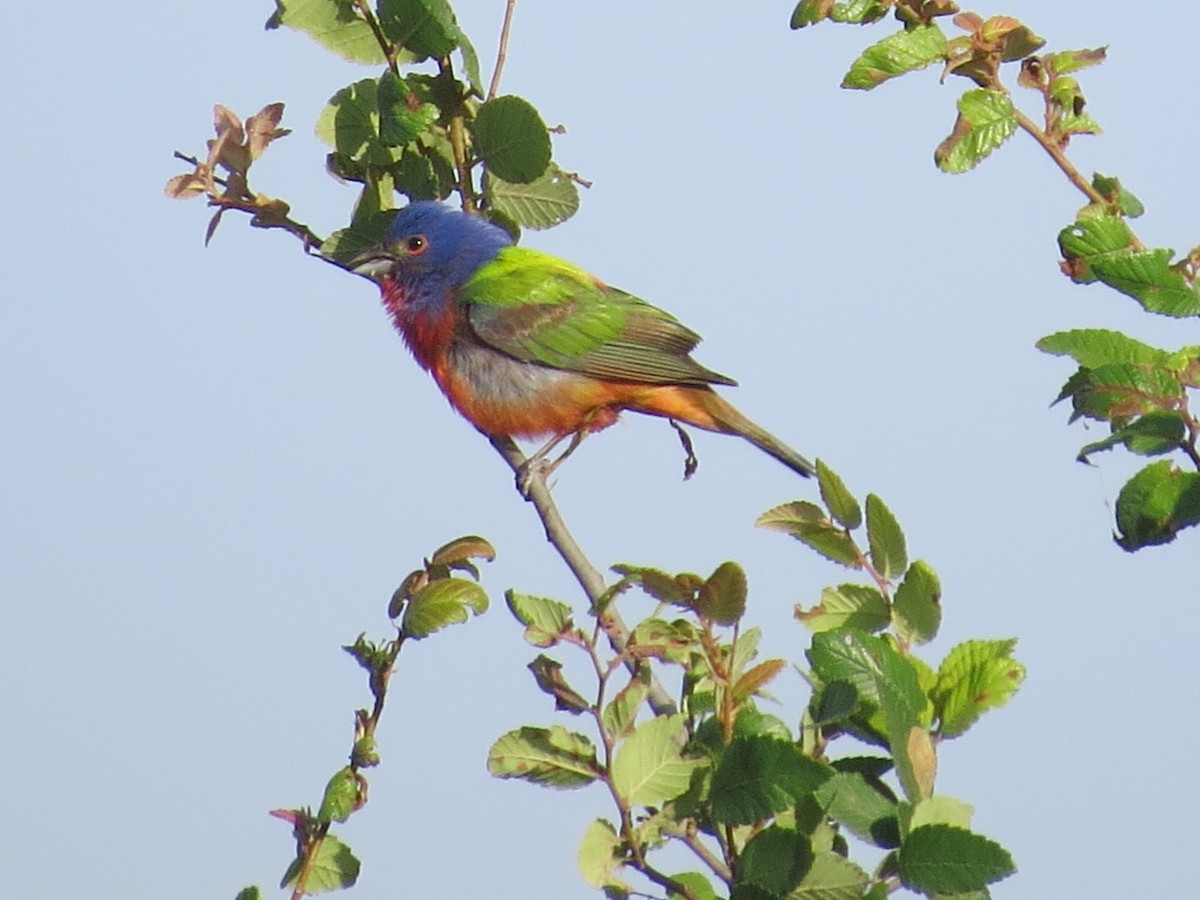 Painted Bunting - ML233396781
