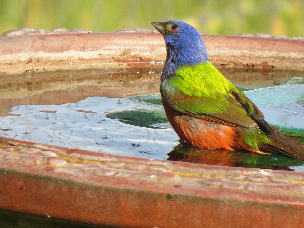 Painted Bunting - ML233396791