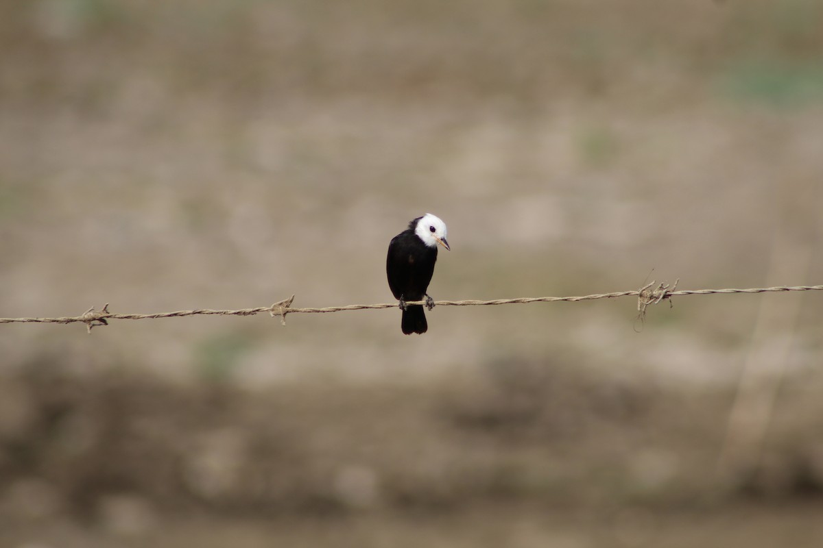 White-headed Marsh Tyrant - ML233397101