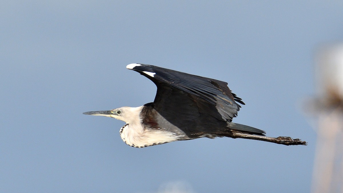 Pacific Heron - ML233397211