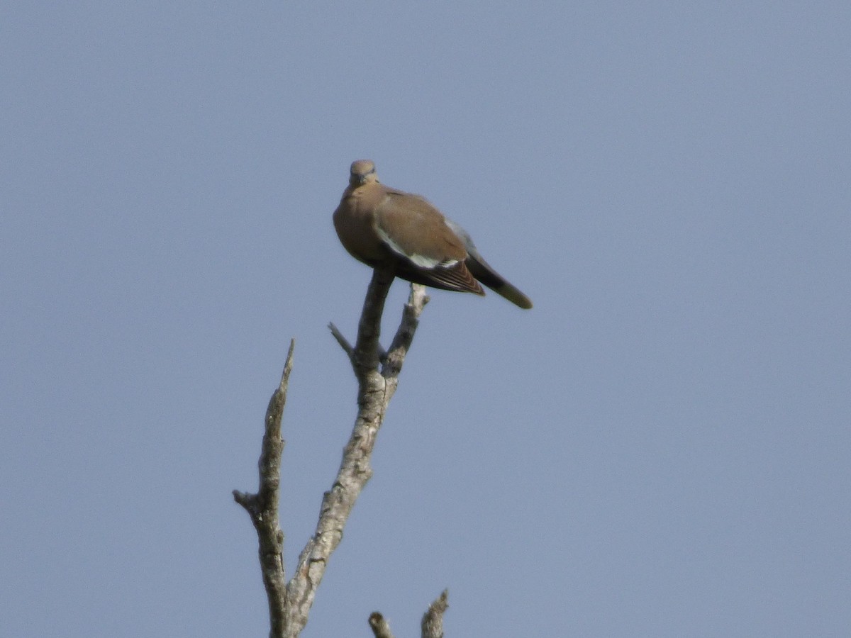 White-winged Dove - ML233399021