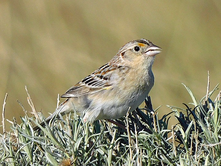Grasshopper Sparrow - ML233400631