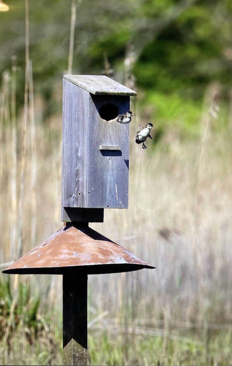 Wood Duck - Amanda Subolefsky