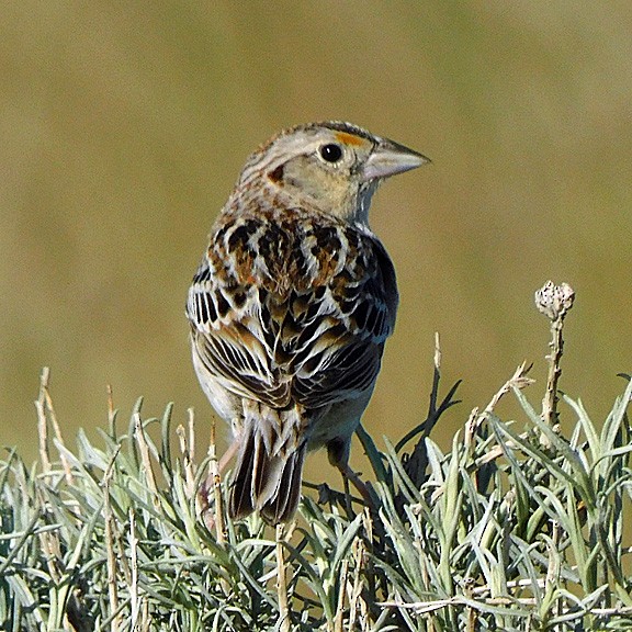 Grasshopper Sparrow - ML233400791