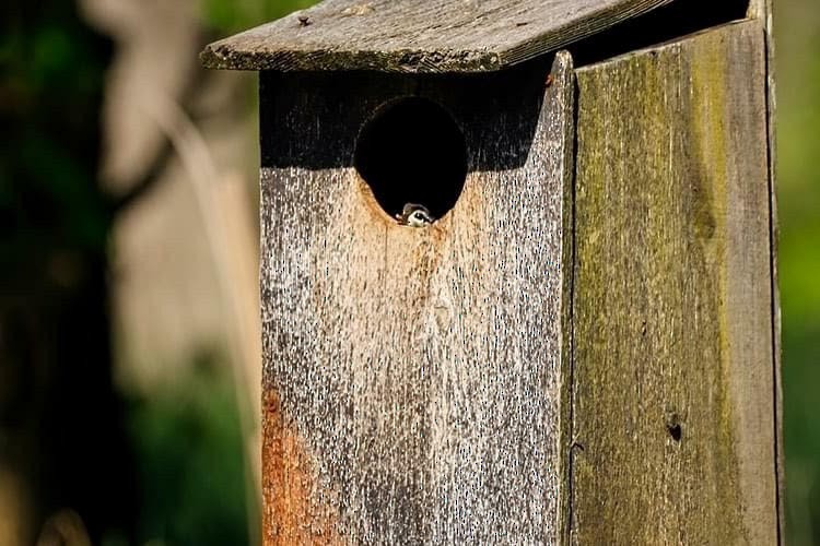 Wood Duck - ML233401301