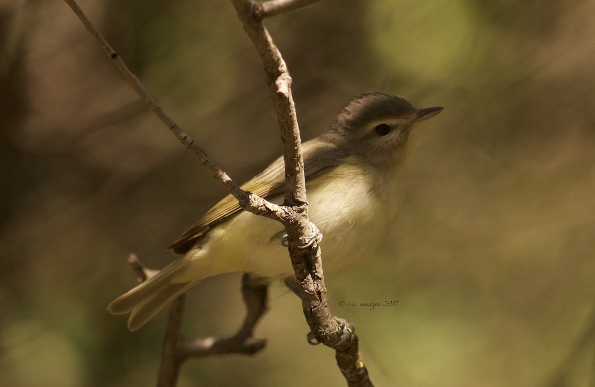 Warbling Vireo - c.a. maedgen