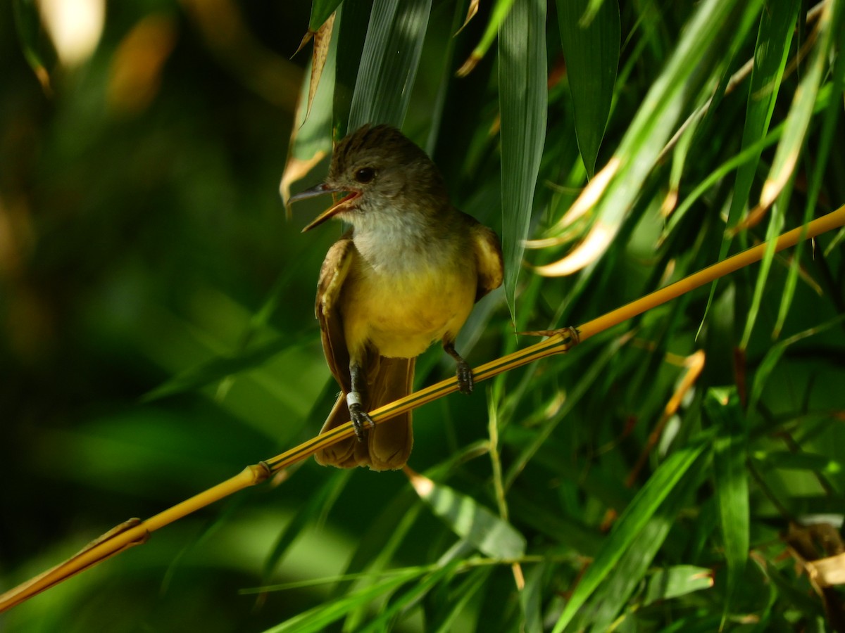 Myiarchus sp. - ML233403001